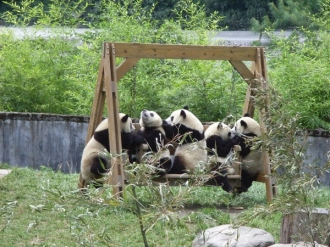 成都武侯祠大廟會(huì).大熊貓基地.川菜博物館雙飛5日【虎媽貓爸熊孩子】