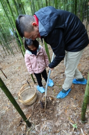 竹海踏青、賞梅、挖筍二日游